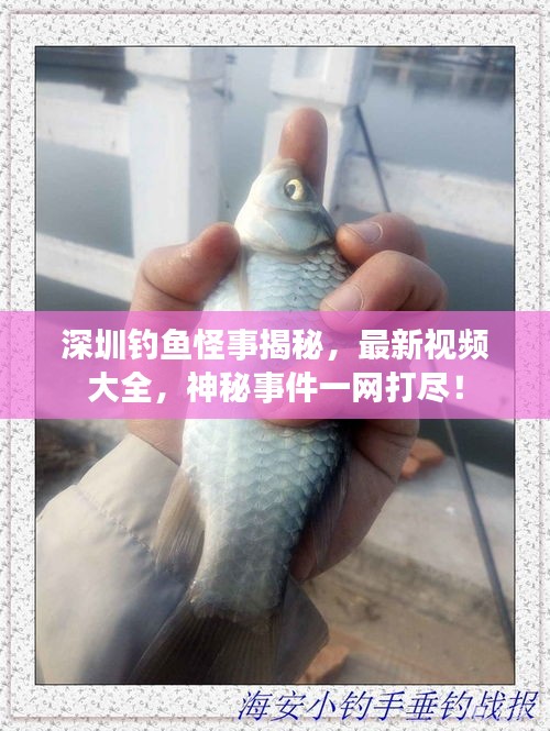 深圳钓鱼怪事揭秘，最新视频大全，神秘事件一网打尽！